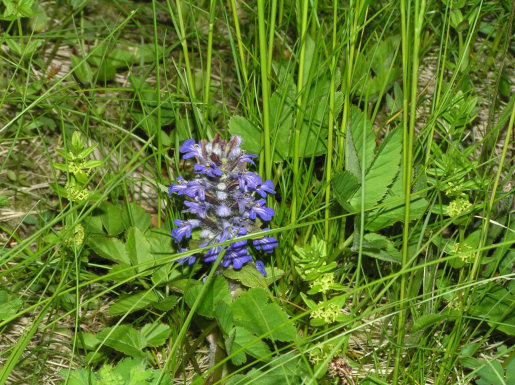 Files/Pictures/1/224705-priroda_jaro_02.jpg