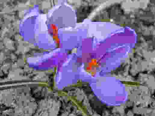 Files/Pictures/ViewAlbums/225007-krokus_modr_.jpg